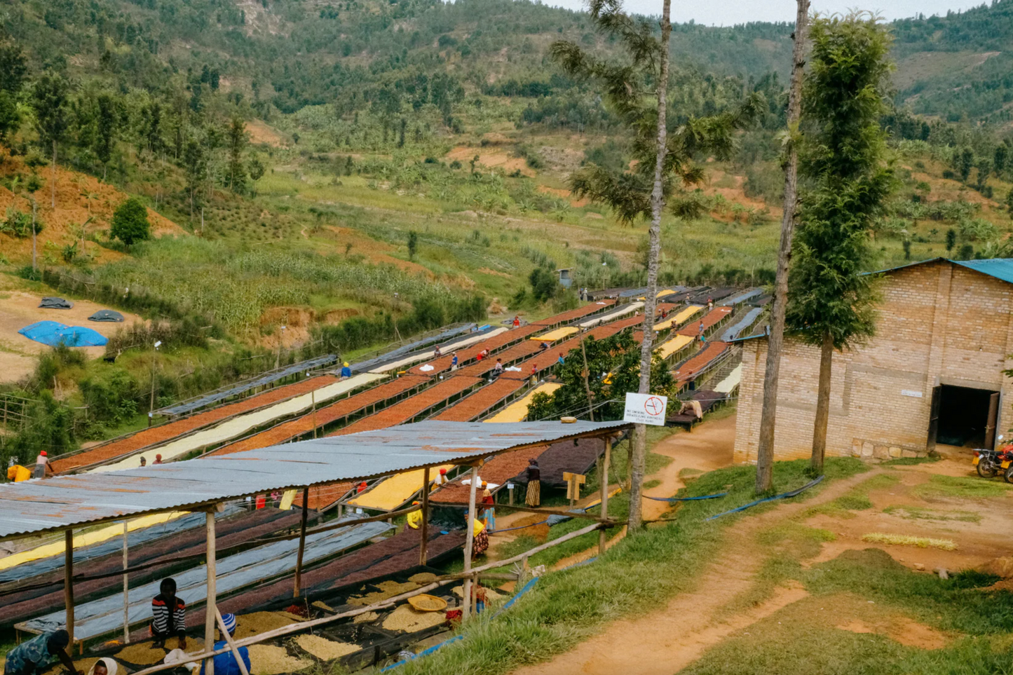 Horizon | Washed Red Bourbon | Rwanda