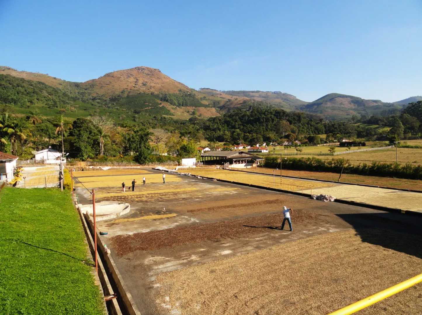 Fazenda Barriero | Natural Yellow Bourbon | Brazil