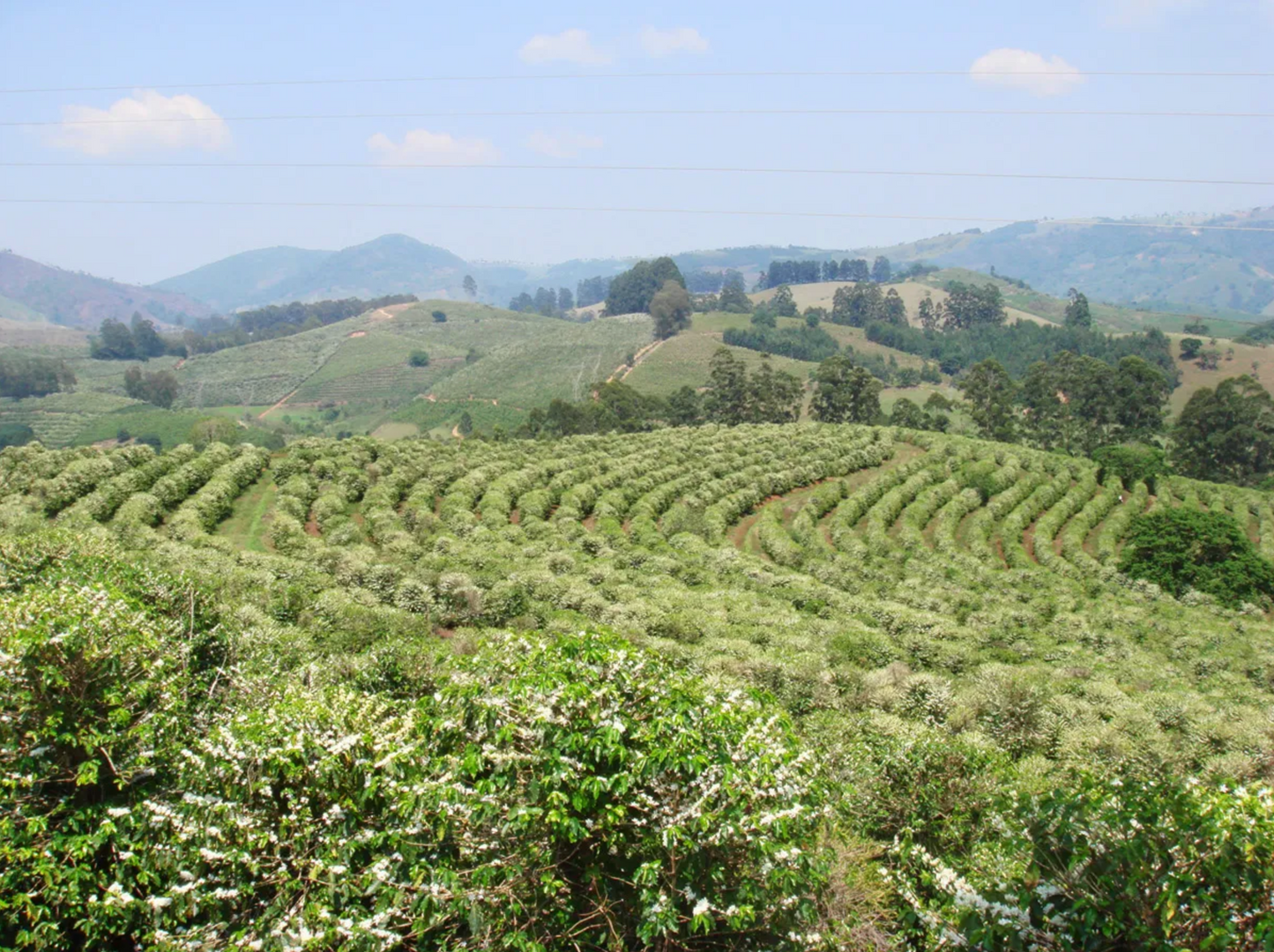Fazenda Barriero | Natural Yellow Bourbon | Brazil
