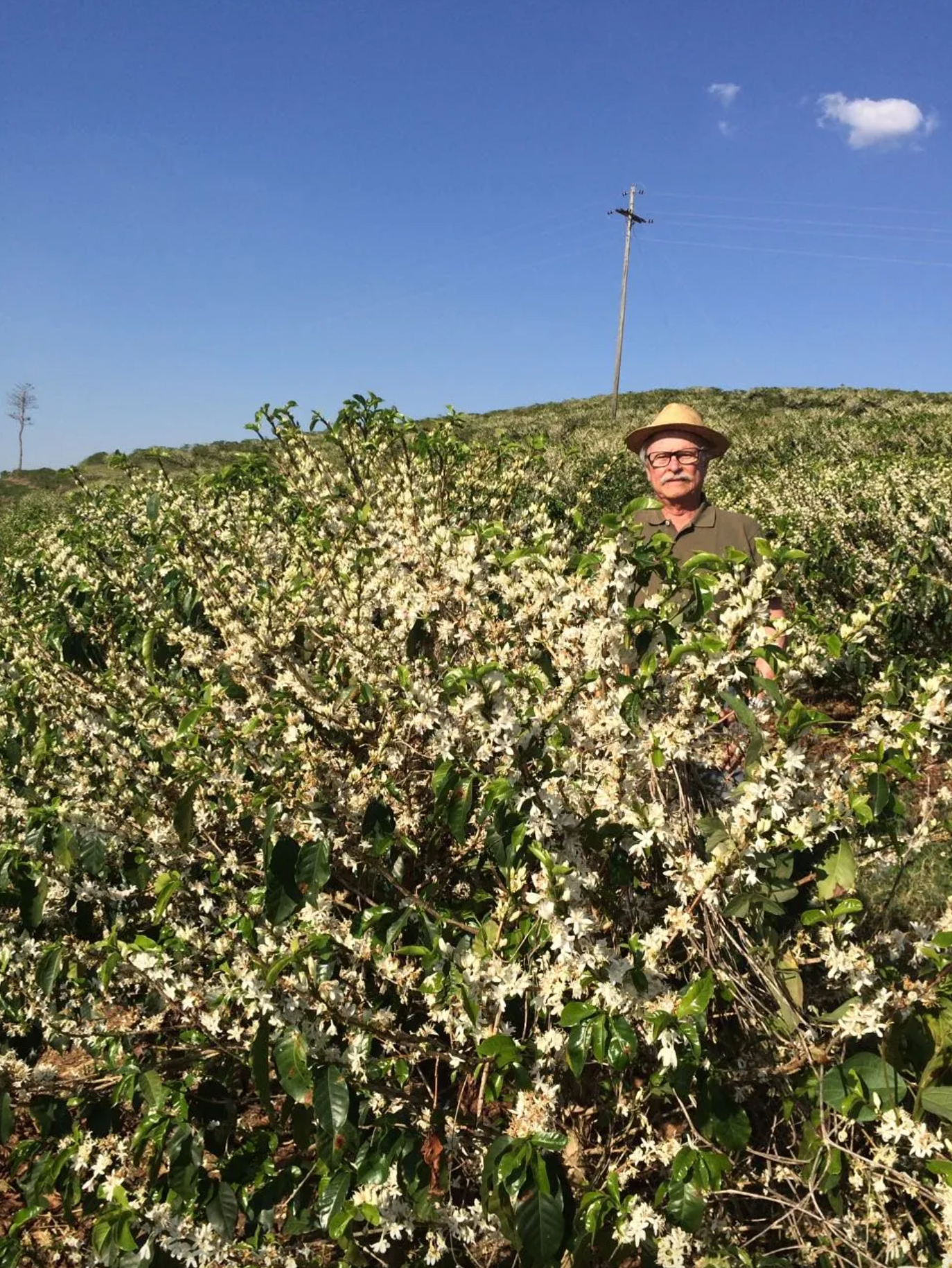 Fazenda Barriero | Natural Yellow Bourbon | Brazil