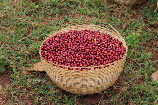 Bensa Damo | Washed Heirloom | Ethiopia