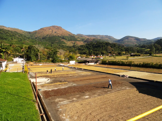 Fazenda Barriero | Natural Yellow Bourbon | Brazil